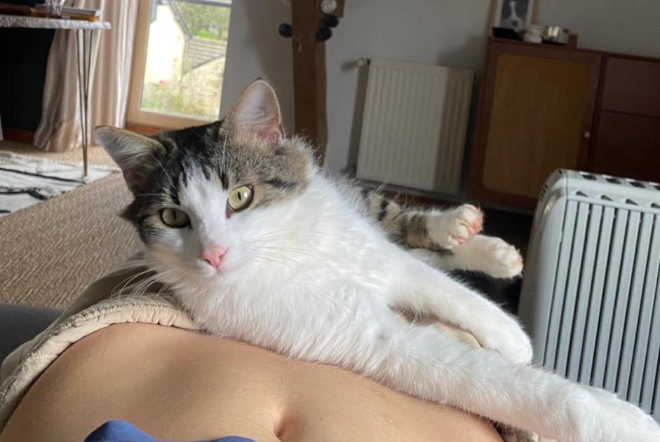 Vermisstmeldung Katze Männliche , 3 jahre Ploubazlanec Frankreich