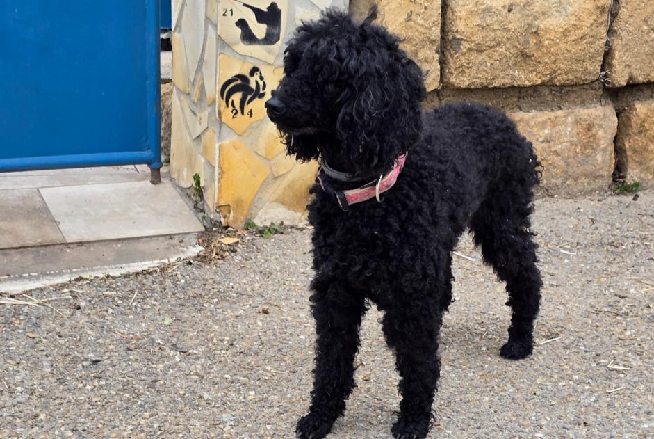 Fundmeldung Hund  Unbekannt Beauvoisin Frankreich