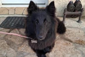 Fundmeldung Hund  Weiblich Le Taillan-Médoc Frankreich