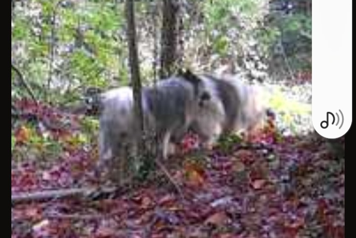 Fundmeldung Hund Unbekannt Le Breuil-en-Bessin Frankreich