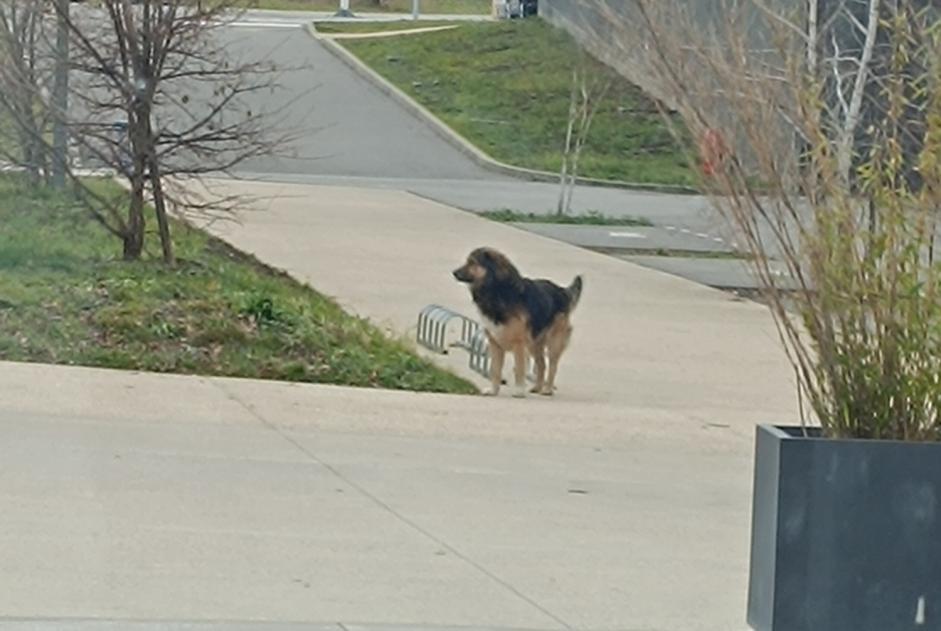 Fundmeldung Hund rassenmischung Unbekannt Archamps Frankreich