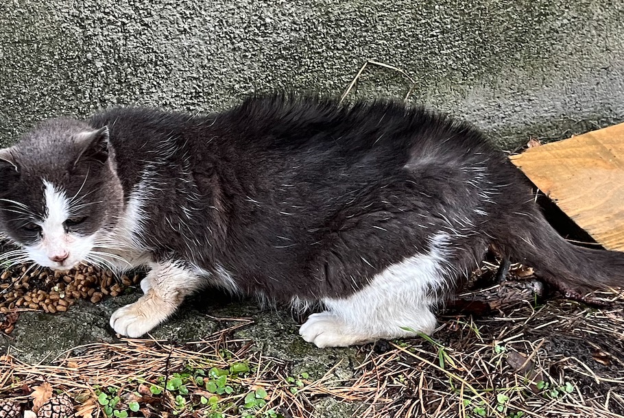 Fundmeldung Katze Unbekannt Vernayaz Schweiz