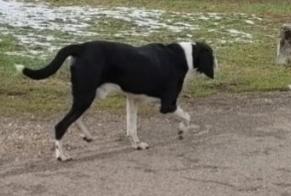 Fundmeldung Hund Männliche Saint-Christophe-sur-Guiers Frankreich