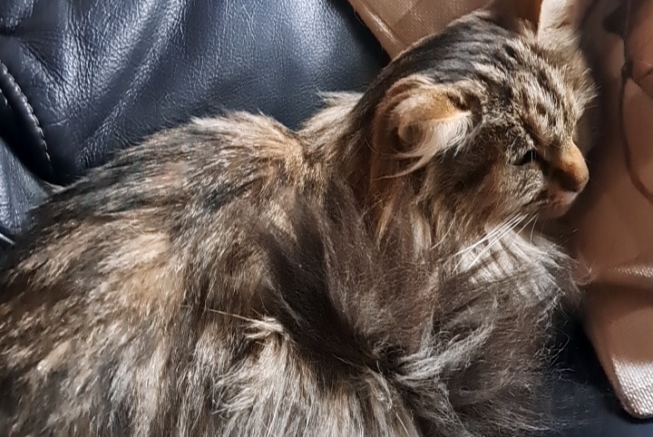 Vermisstmeldung Katze rassenmischung Weiblich , 6 jahre Courcelles Belgien