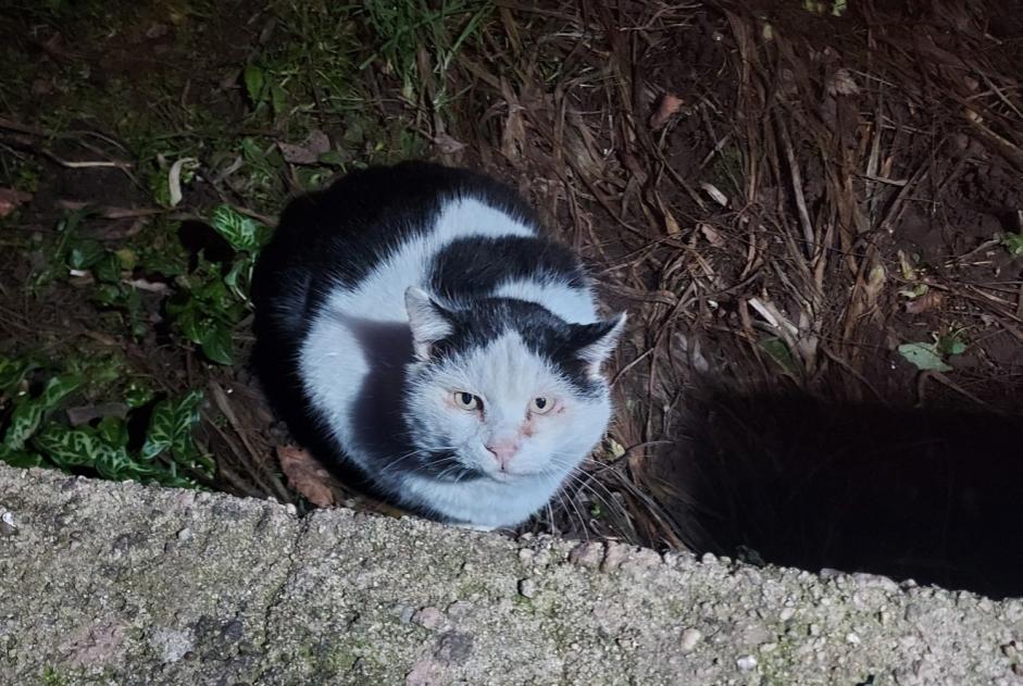 Vermisstmeldung Katze rassenmischung Männliche , 10 jahre Frapelle Frankreich