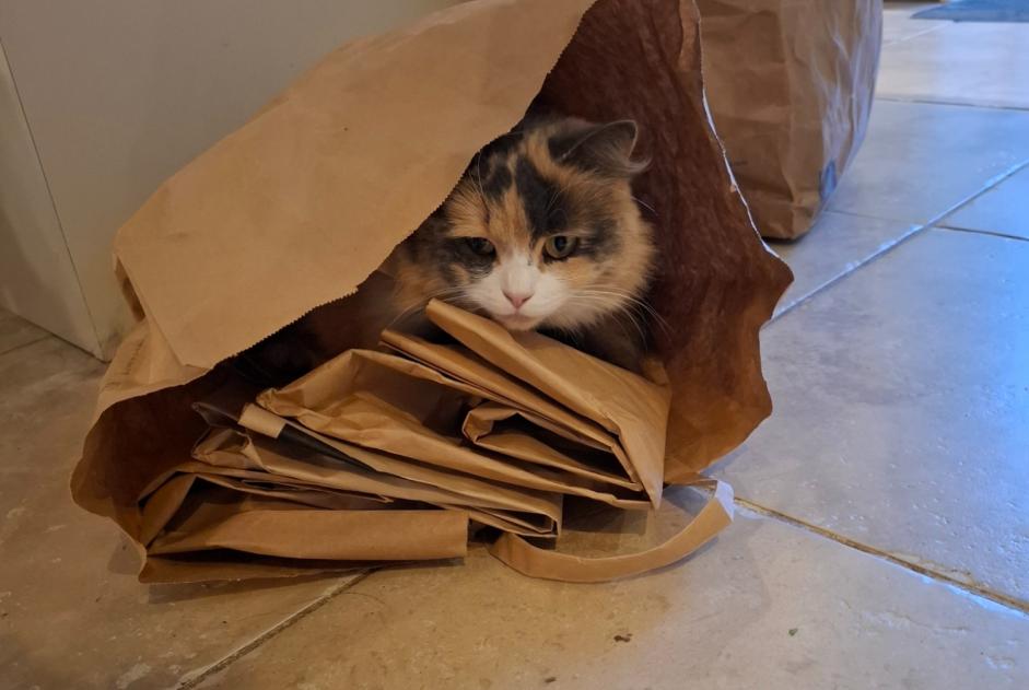 Vermisstmeldung Katze rassenmischung Weiblich , 4 jahre Le Bourdet Frankreich