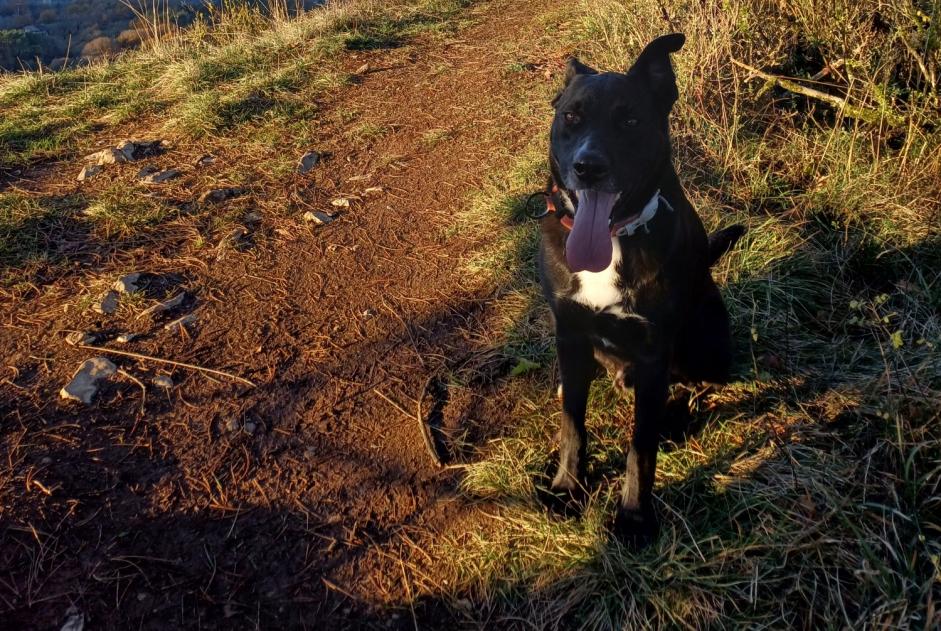 Vermisstmeldung Hund rassenmischung Männliche , 5 jahre Curienne Frankreich