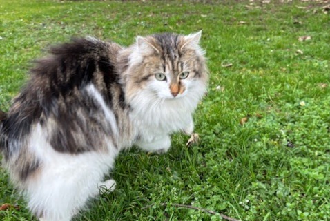 Fundmeldung Katze  Weiblich Caluire-et-Cuire Frankreich