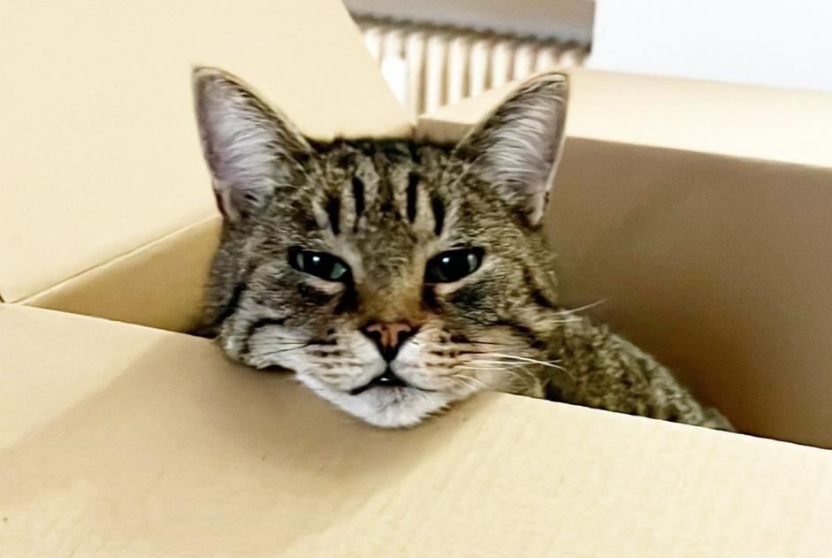 Vermisstmeldung Katze Männliche , 12 jahre Ixelles Belgien