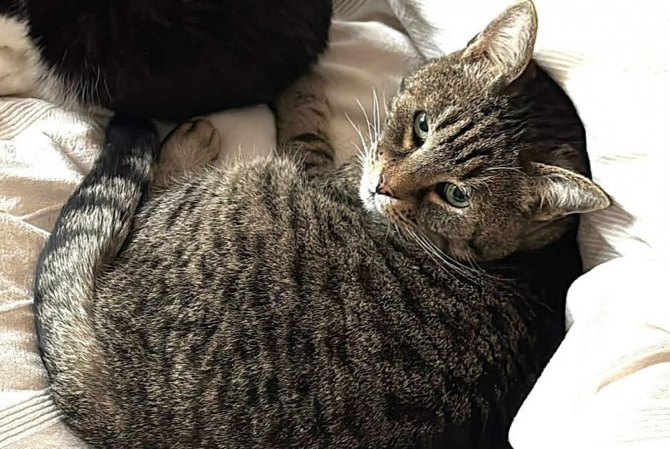 Vermisstmeldung Katze Männliche , 12 jahre Ixelles Belgien