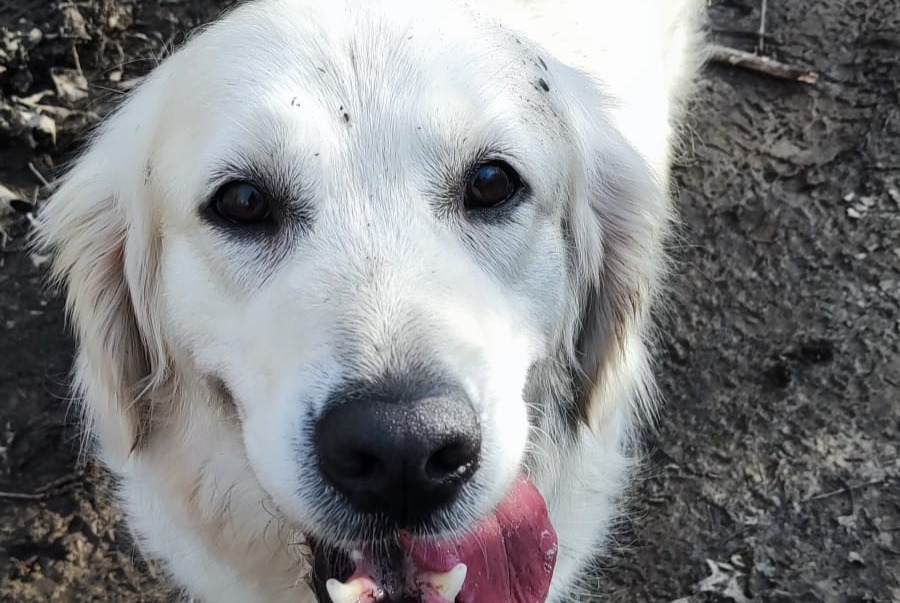 Vermisstmeldung Hund  Weiblich , 6 jahre Smarves Frankreich