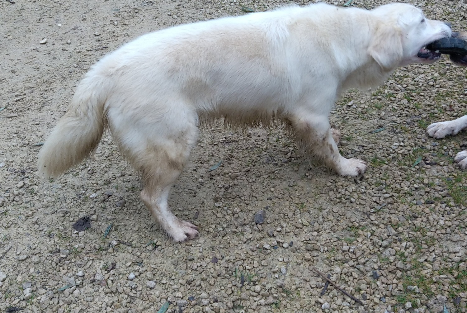 Vermisstmeldung Hund  Weiblich , 6 jahre Smarves Frankreich