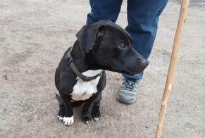 Fundmeldung Hund Unbekannt Vaugneray Frankreich