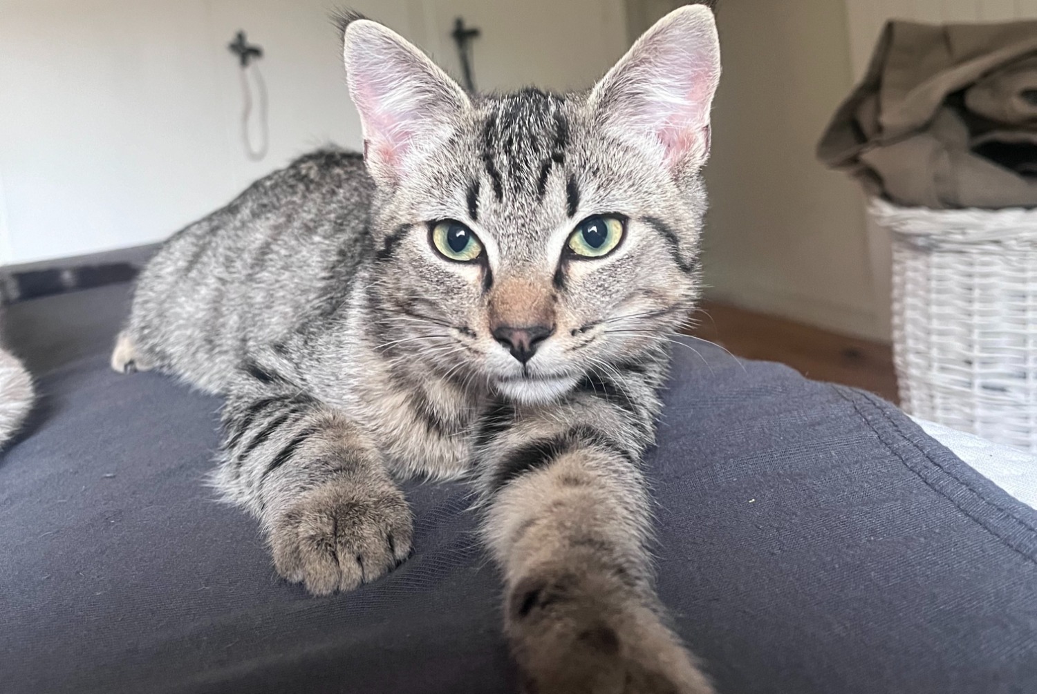 Vermisstmeldung Katze  Männliche , 1 jahre Sierre Schweiz