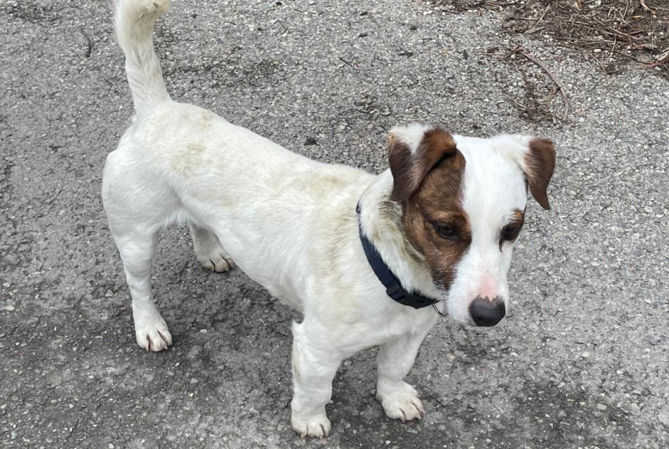 Fundmeldung Hund  Männliche Entraigues-sur-la-Sorgue Frankreich