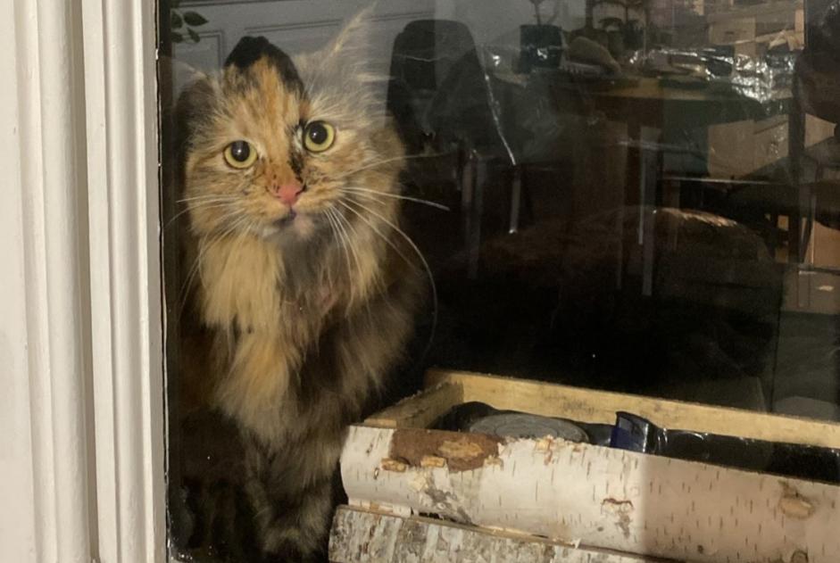 Fundmeldung Katze Unbekannt Fribourg Schweiz