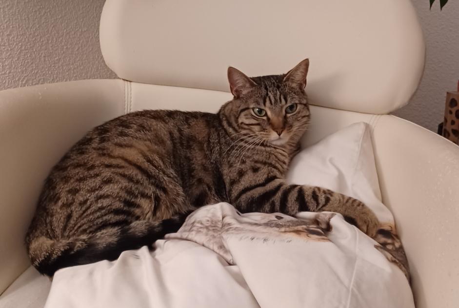 Vermisstmeldung Katze Männliche , 4 jahre Fribourg Schweiz