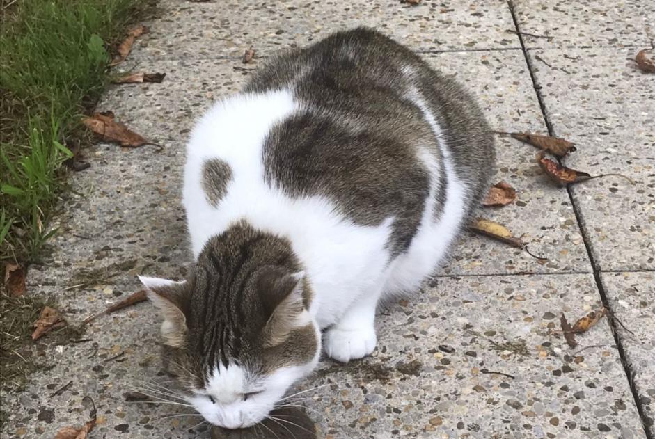 Vermisstmeldung Katze Weiblich , 6 jahre Vernier Schweiz