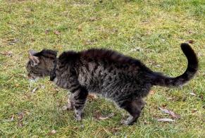 Fundmeldung Katze Unbekannt Bramois Schweiz