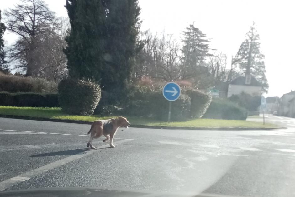 Fundmeldung Hund rassenmischung Unbekannt Lussac-les-Châteaux Frankreich