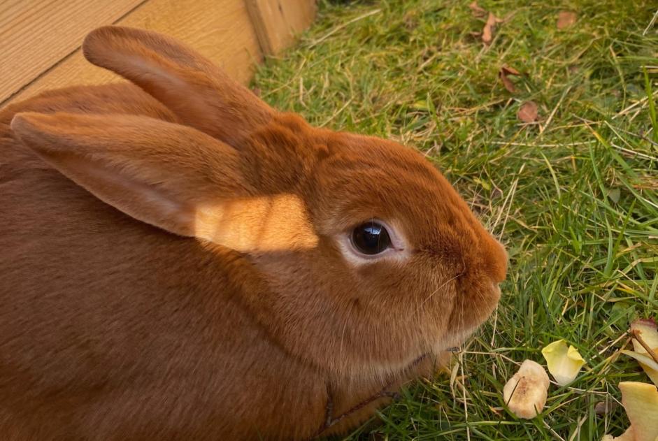 Fundmeldung Hase Unbekannt Bourg-en-Bresse Frankreich