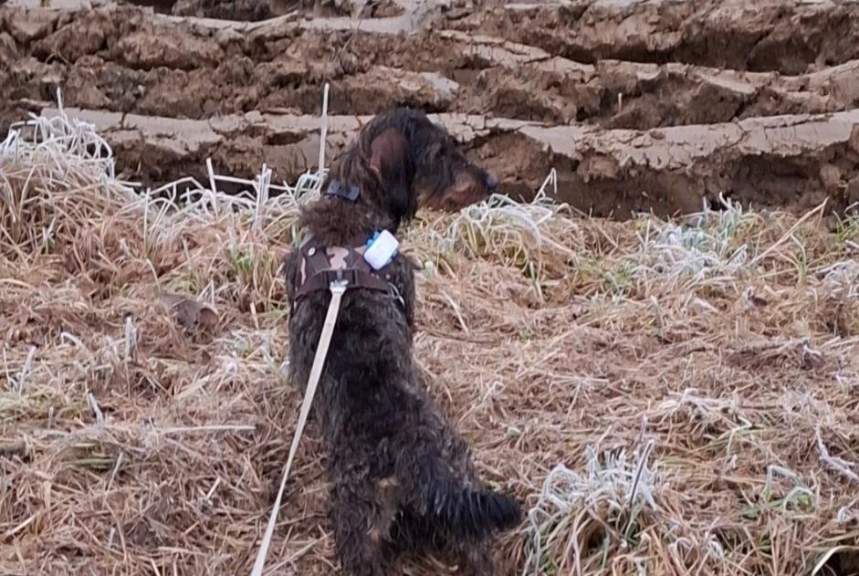 Vermisstmeldung Hund  Weiblich , 2 jahre Bolquère Frankreich