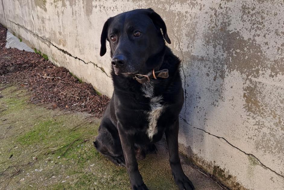 Fundmeldung Hund rassenmischung Männliche Saint-Affrique Frankreich