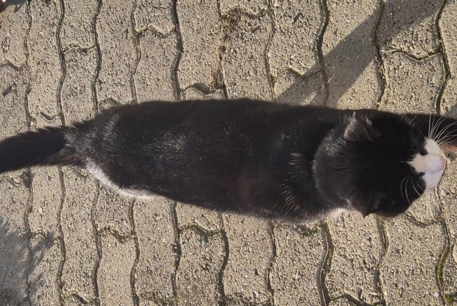 Fundmeldung Katze Unbekannt Yverdon-les-Bains Schweiz