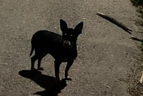 Fundmeldung Hund Unbekannt Lucciana Frankreich