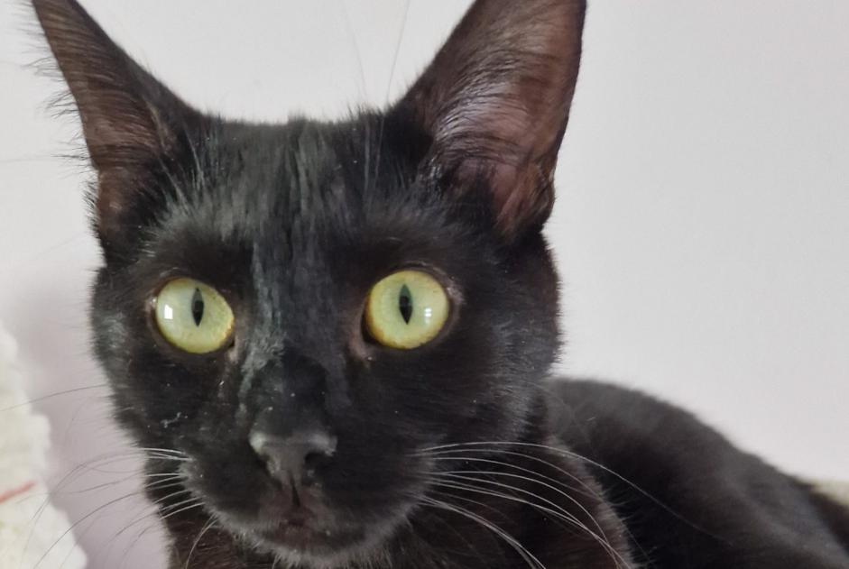 Vermisstmeldung Katze Männliche , 2 jahre Châlons-en-Champagne Frankreich