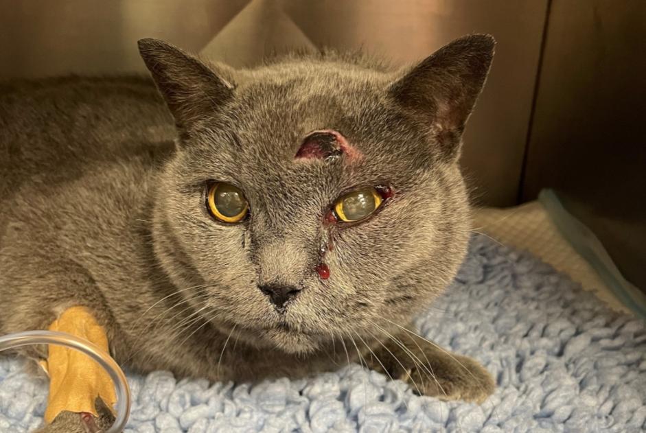 Fundmeldung Katze  Weiblich Herstal Belgien