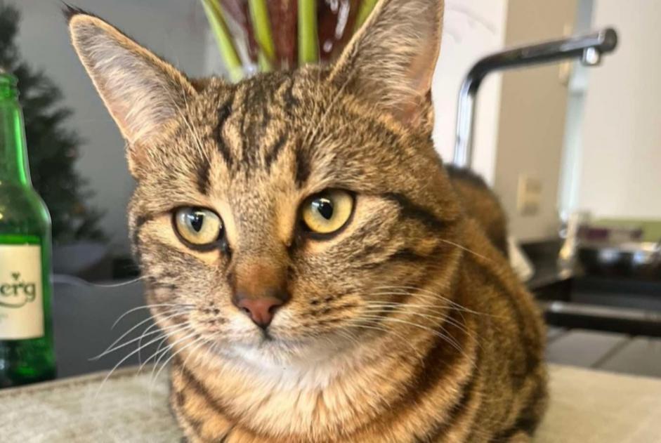 Vermisstmeldung Katze  Männliche , 1 jahre Buggenhout Belgien