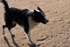 Fundmeldung Hund  Unbekannt Port-des-Barques Frankreich