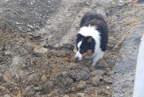 Fundmeldung Hund Männliche Agen Frankreich