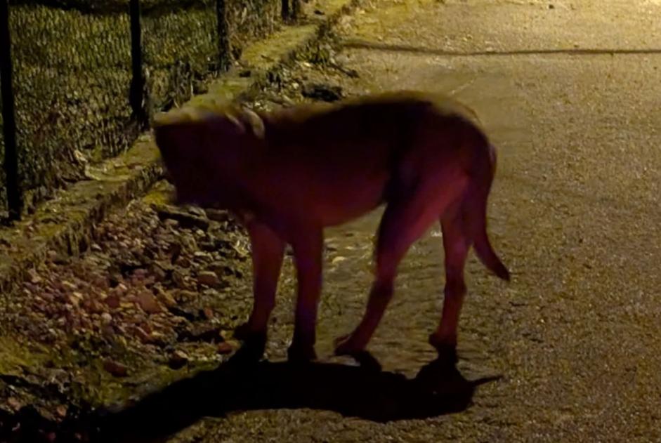 Fundmeldung Hund  Unbekannt , 3 Jahre Breurey-lès-Faverney Frankreich