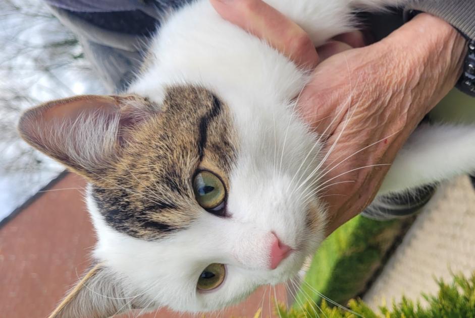 Fundmeldung Katze  Männliche Colfontaine Belgien