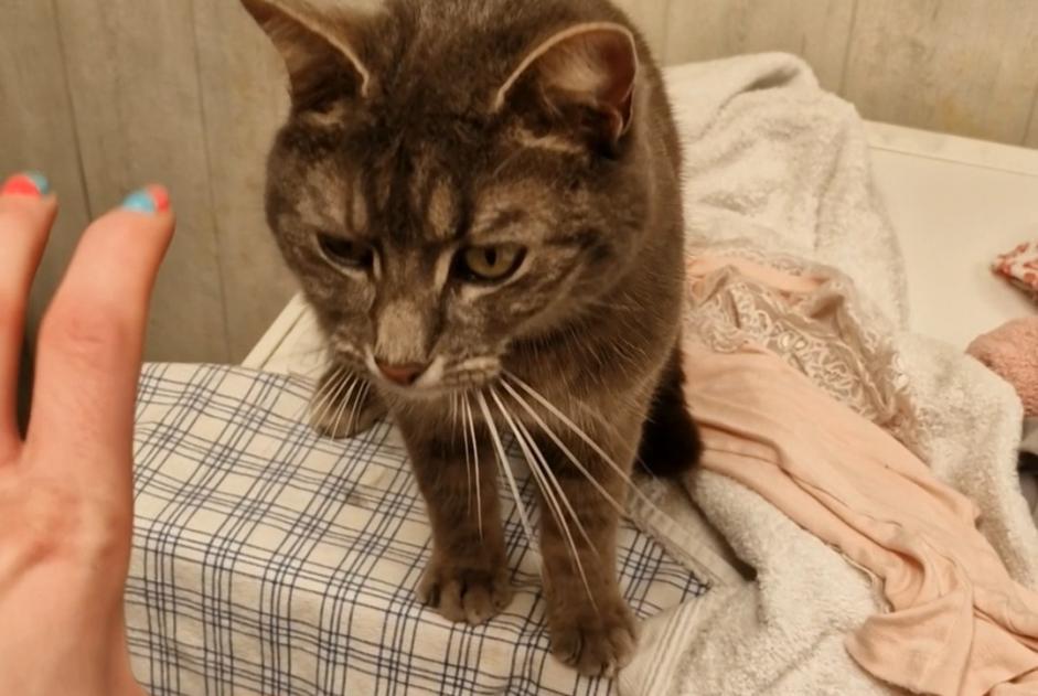 Vermisstmeldung Katze  Weiblich , 7 jahre La Louvière Belgien