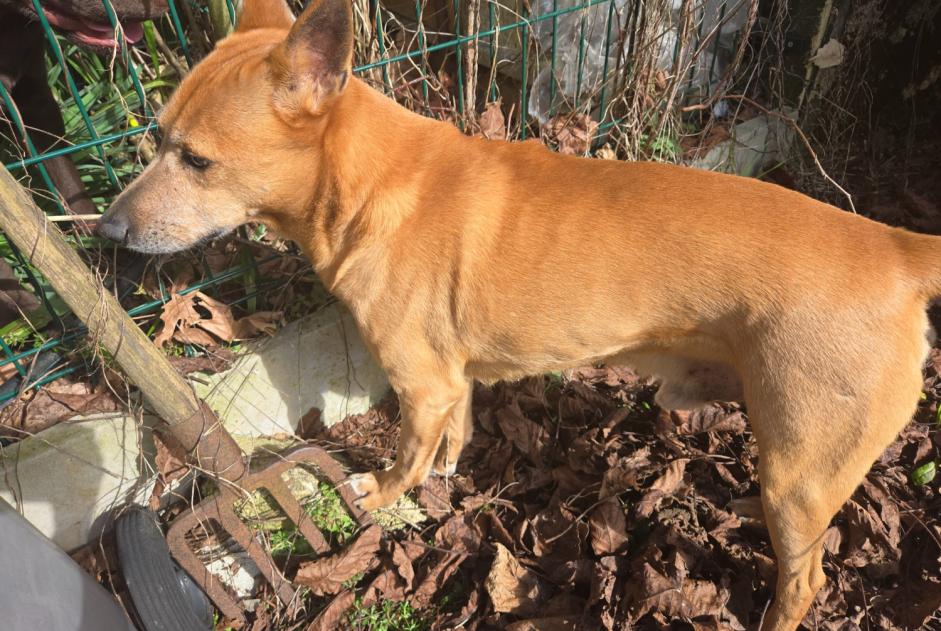 Fundmeldung Hund Männliche Gellainville Frankreich