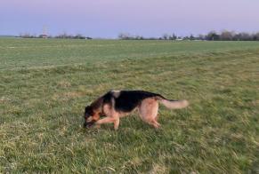 Fundmeldung Hund  Männliche Unverre Frankreich