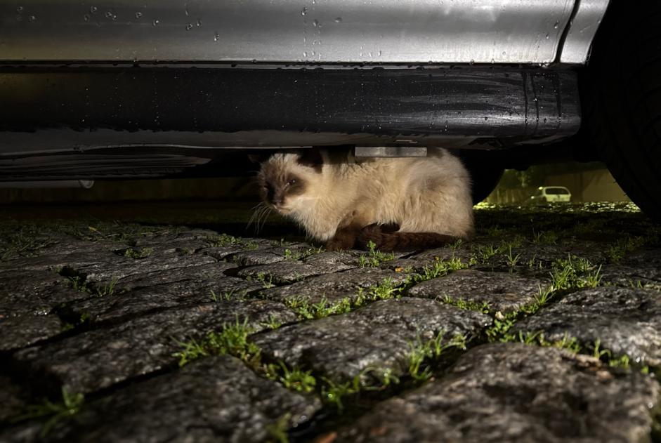 Fundmeldung Katze  Unbekannt , 3 Jahre Porto Portugal