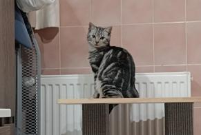 Vermisstmeldung Katze Männliche , 1 jahre Amay Belgien