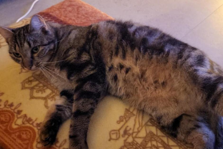 Vermisstmeldung Katze  Männliche , 3 jahre Nandrin Belgien