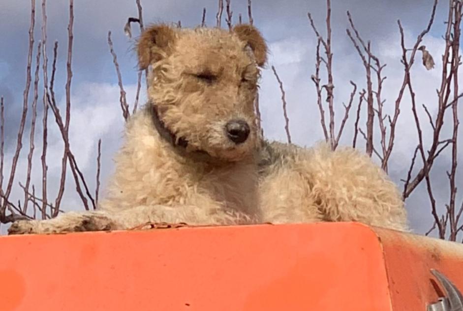 Vermisstmeldung Hund  Männliche , 3 jahre Gondrin Frankreich