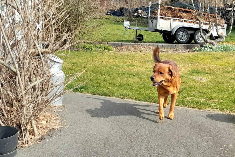 Fundmeldung Hund Männliche Stoumont Belgien