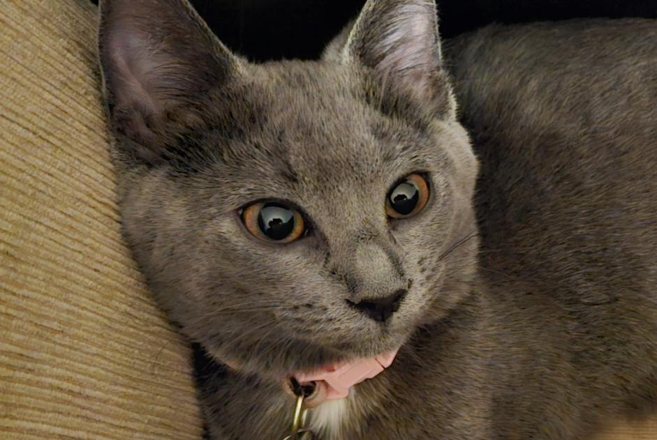 Vermisstmeldung Katze  Weiblich , 1 jahre Renens Schweiz