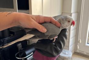 Fundmeldung Vogel Unbekannt Flémalle Belgien