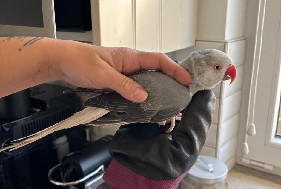 Fundmeldung Vogel Unbekannt Flémalle Belgien