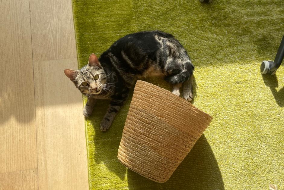 Fundmeldung Katze Männliche , Zwischen 9 und 12 Monaten Anderlecht Belgien