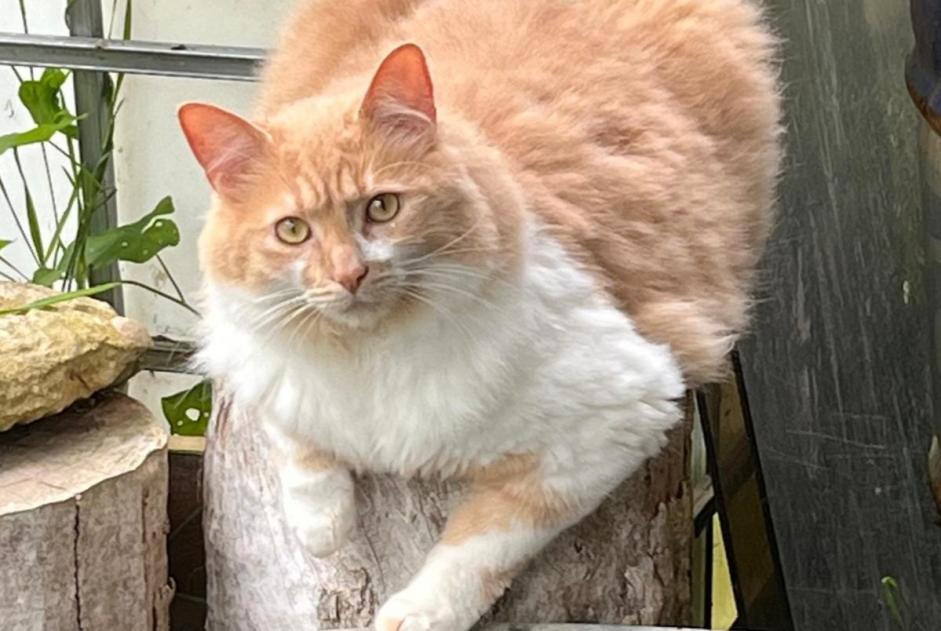 Vermisstmeldung Katze  Männliche , 3 jahre La Chapelle-aux-Chasses Frankreich