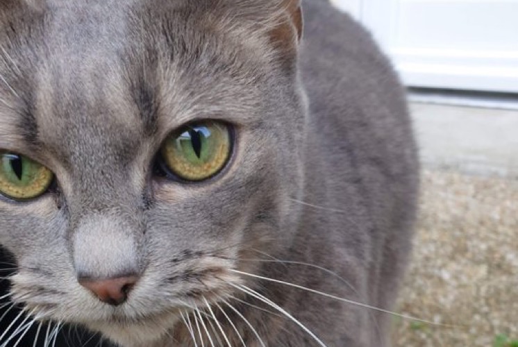 Vermisstmeldung Katze  Weiblich , 11 jahre La Chapelle-Saint-Mesmin Frankreich